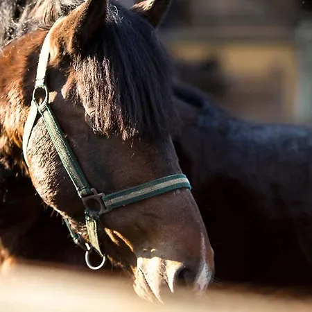 Hotel Rural De Charme Maria Da Fonte 3*