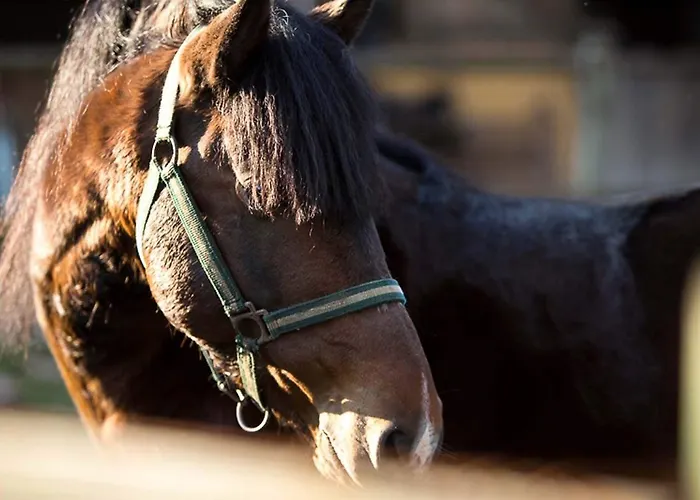Hotel Rural De Charme Maria Da Fonte 3*